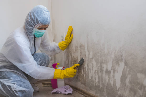 Best Post-Flood Mold Remediation in Tennessee Ridge, TN