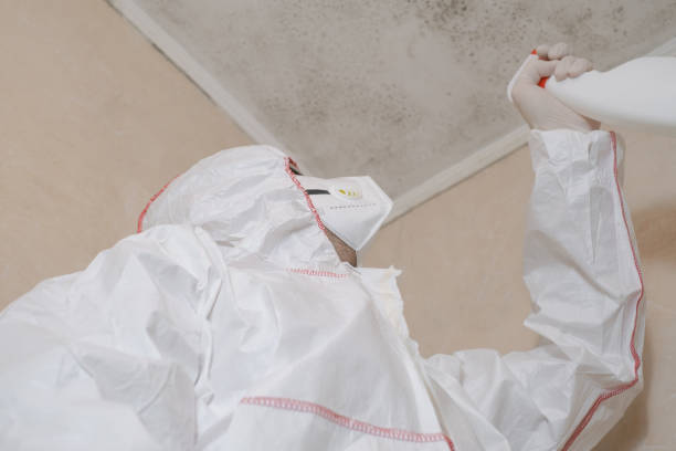 Best White Mold Remediation in Tennessee Ridge, TN